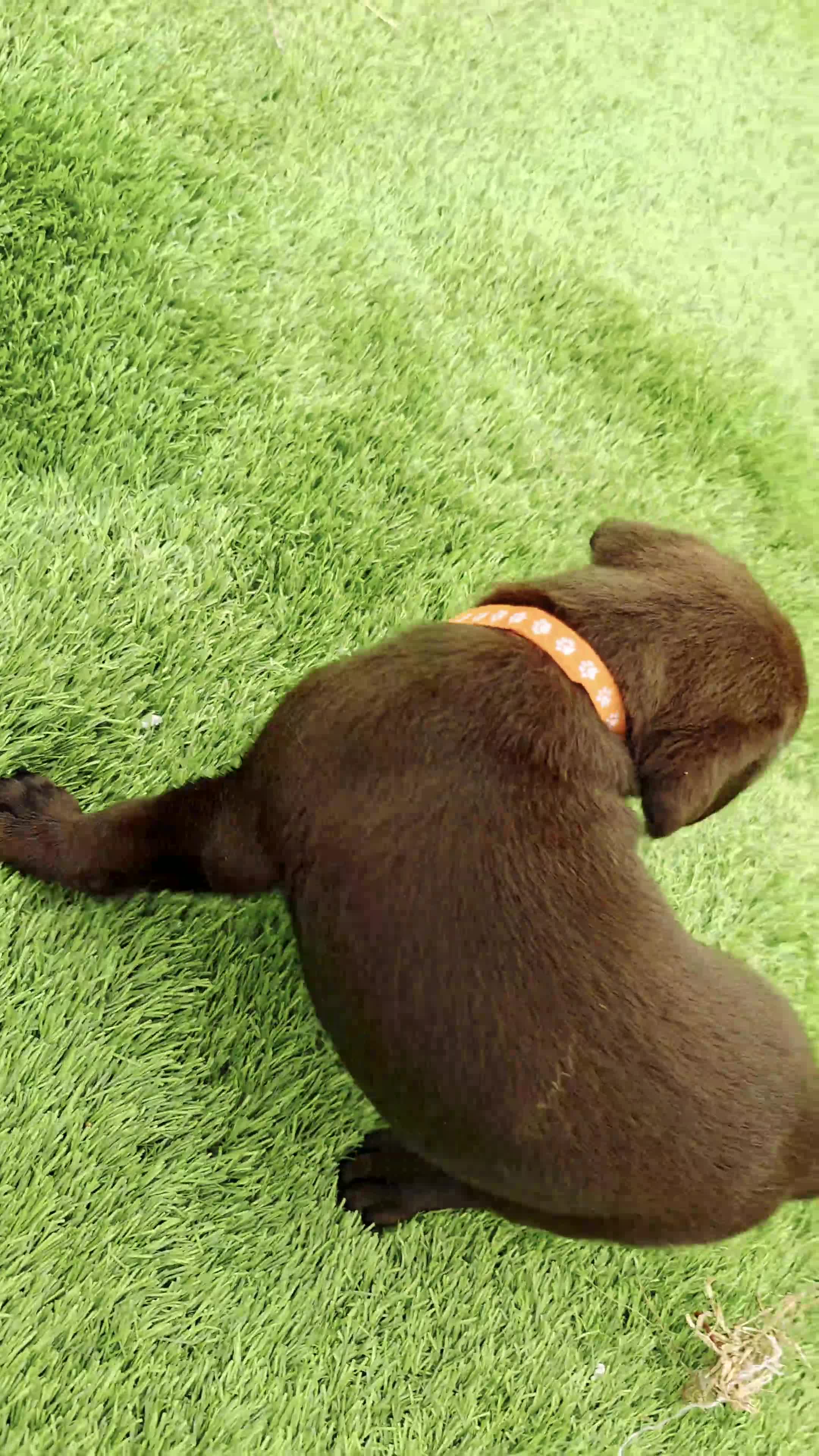 Labrador Retriever dogs for sale: Lucy - Video 1