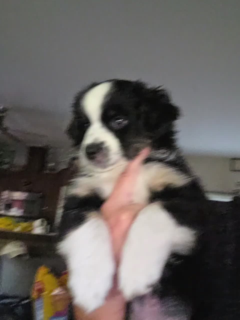 Miniature Australian Shepherd dogs for sale: Miniature Australian Shepherd 1 - Video 1