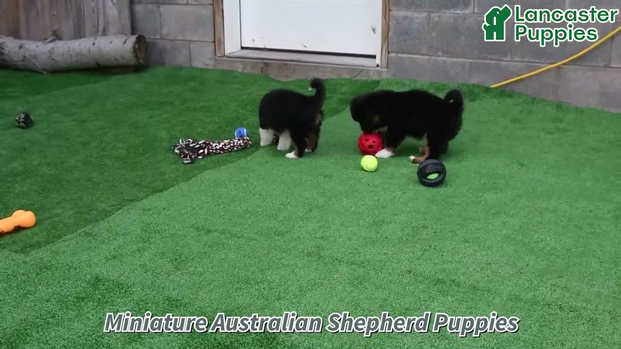 Miniature Australian Shepherd dogs for sale: Ripple - Video 1