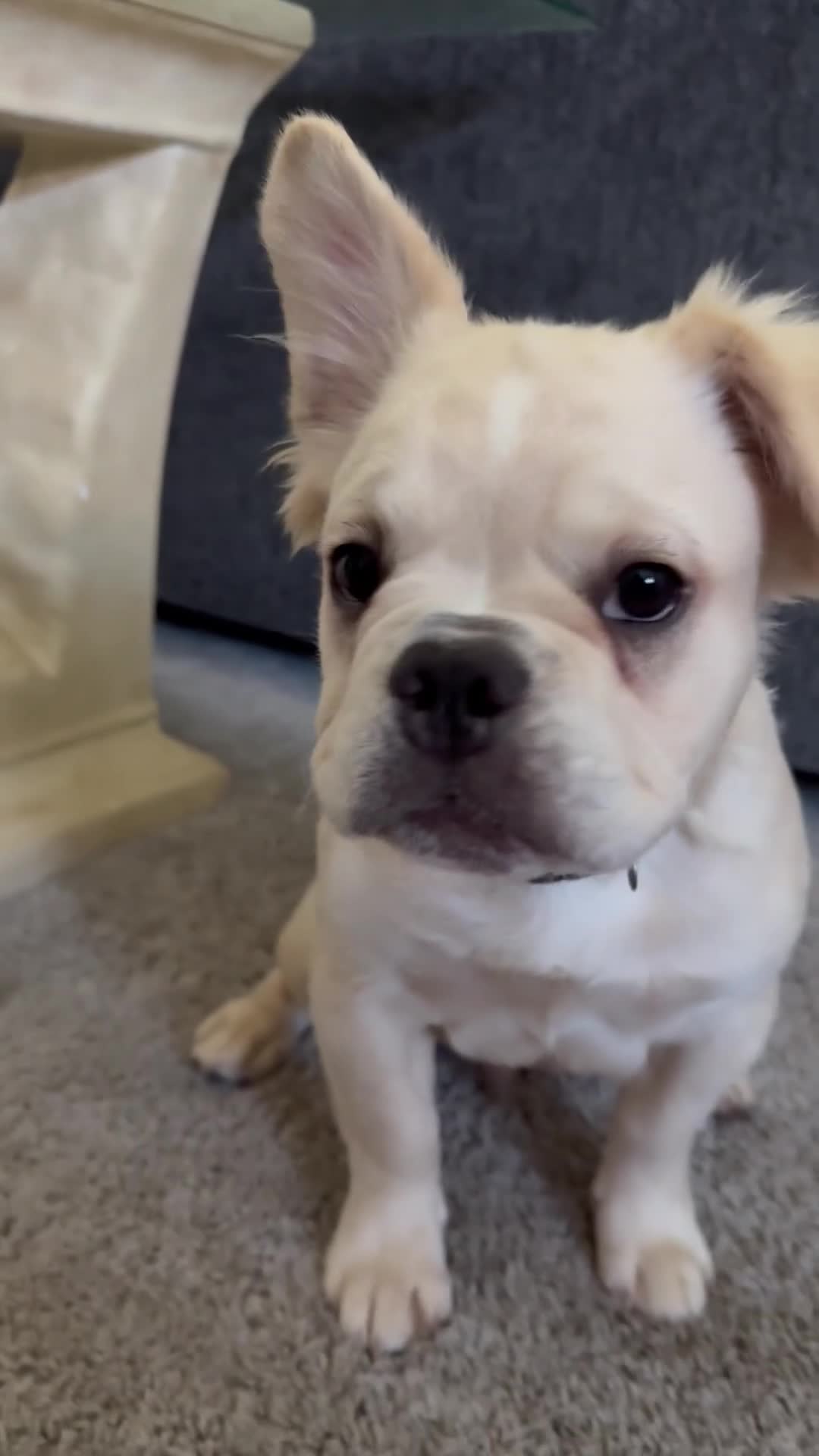 French Bulldog dogs for sale: Hendrix- cream Merle  - Video 1