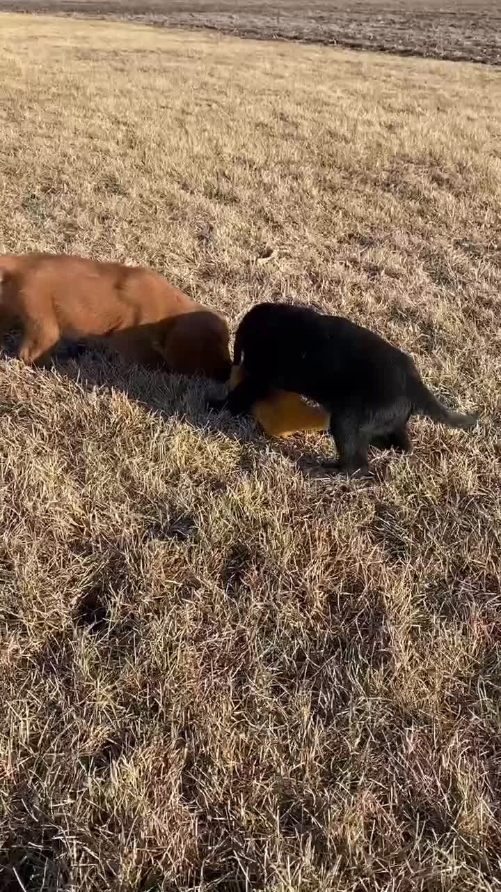 Mixed Breed dogs for sale: Max - Video 2