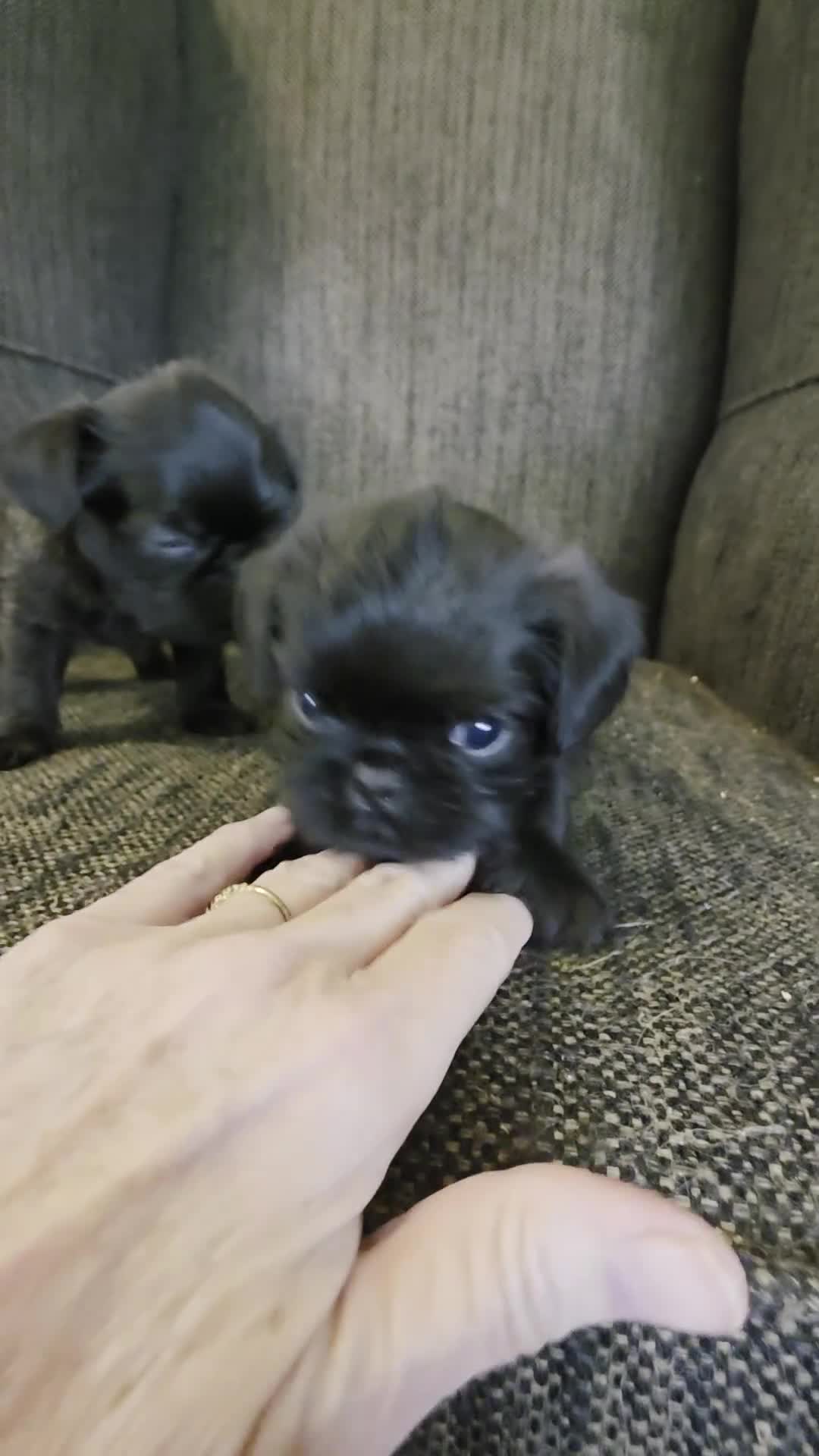 Brussels Griffon dogs for sale: Brussels Griffon Puppy 2 - Video 1