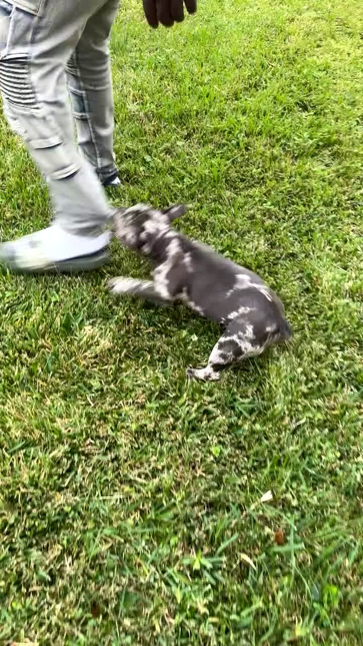 French Bulldog dogs for sale: French Bulldog Puppy 2 - Video 1