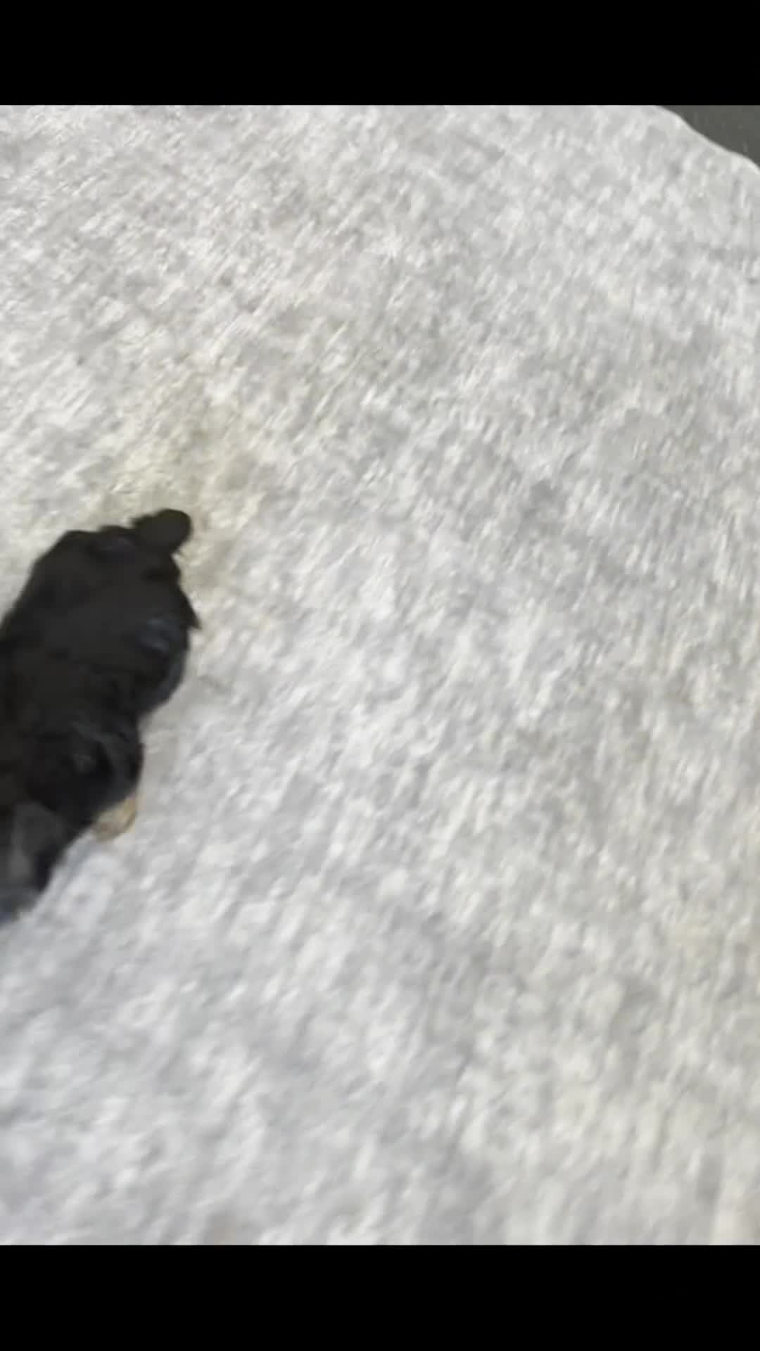 Yorkshire Terrier dogs for sale: Aaron - Video 1