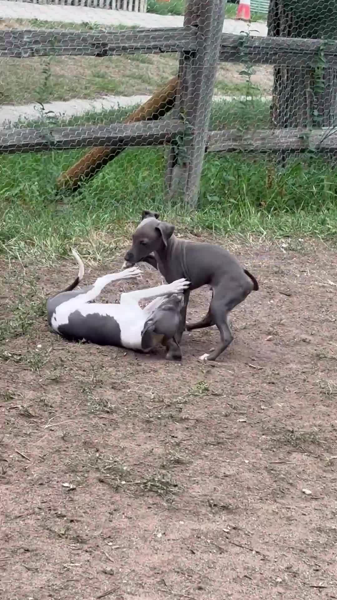 Italian Greyhound dogs for sale: Italian Greyhound 1 - Video 2