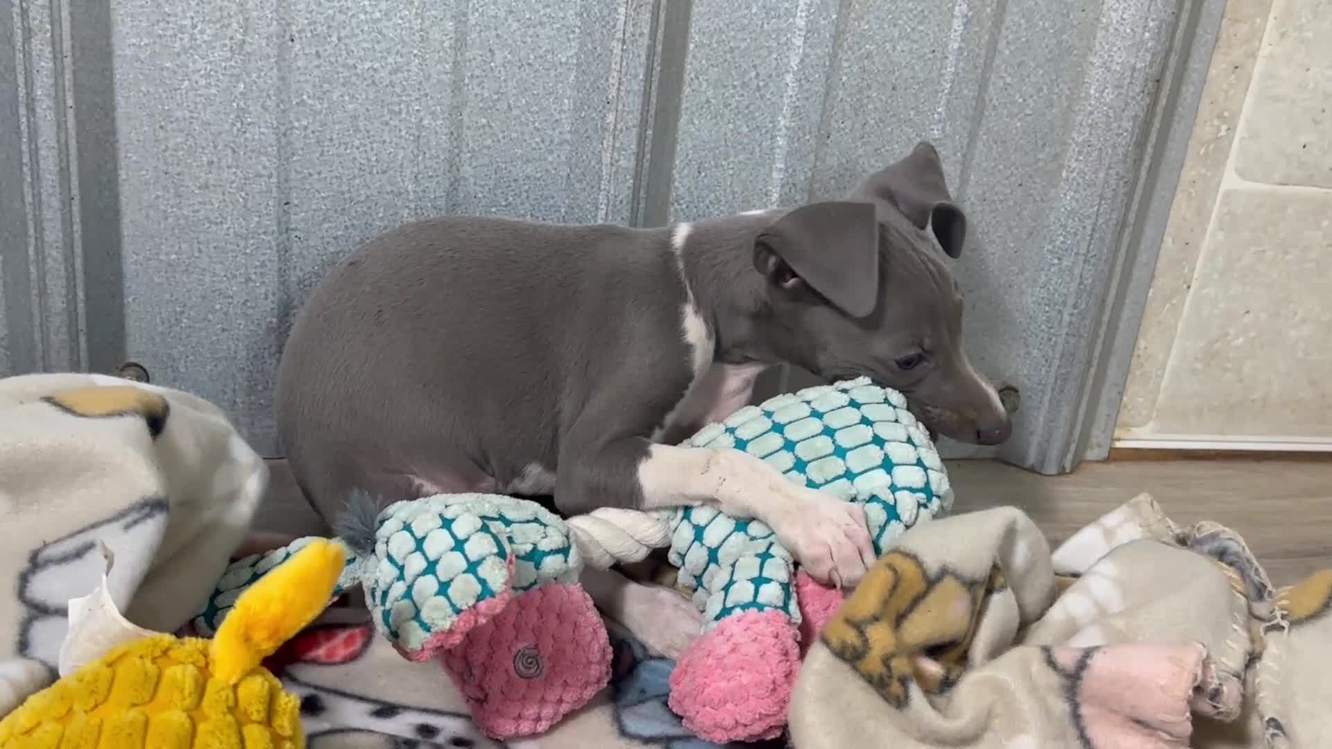 Italian Greyhound dogs for sale: Snapdragon - Video 1