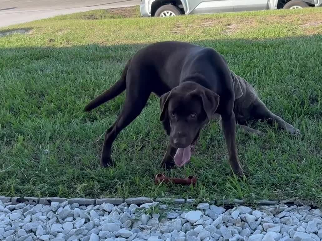 Labrador Retriever dogs for sale: Labrador Retriever 1 - Video 3