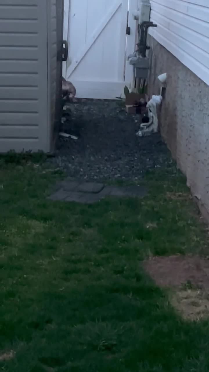 American Bully dogs for sale: American Bully Puppy 1 - Video 1