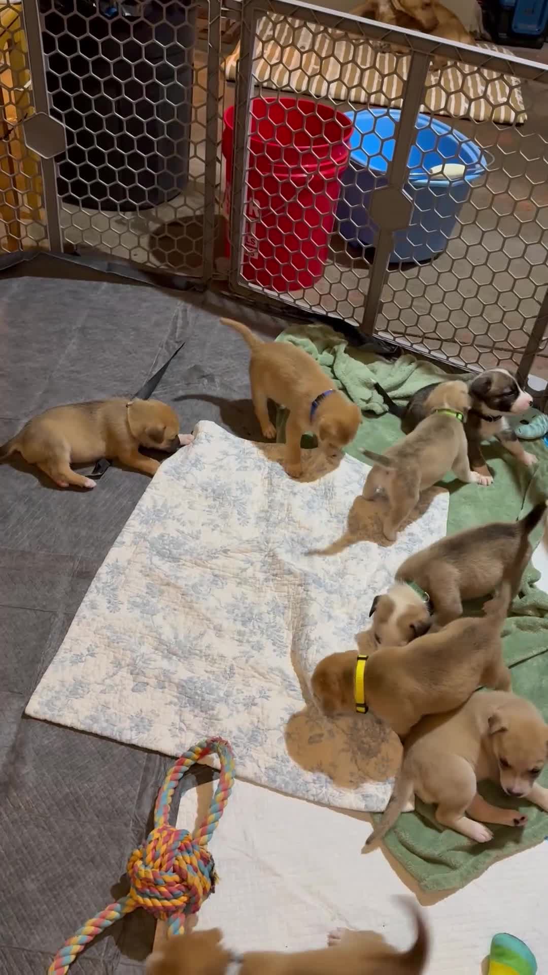 Mixed Breed dogs for sale: Pitsky femlae 6 - Video 1