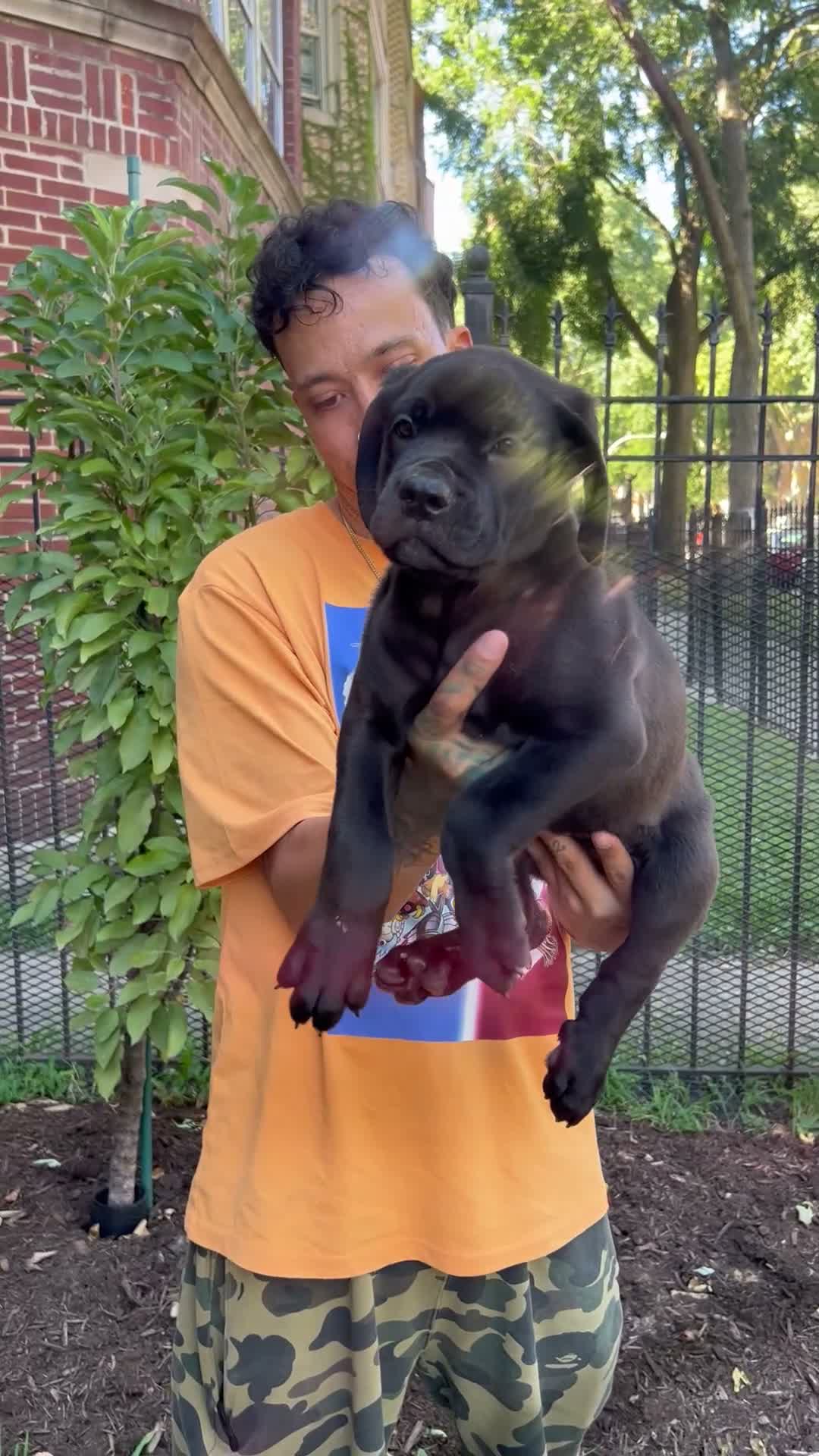 Cane Corso dogs for sale: Black Female Cane Corso Puppy #2 - Video 2