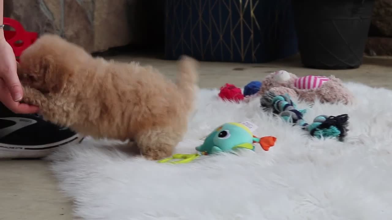 Maltipoo dogs for sale: Kolten - Video 6