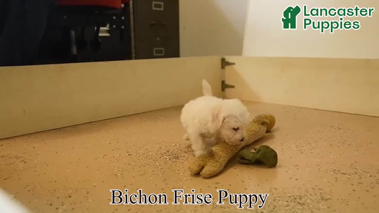 Bichon Frise dogs for sale: Isaac - Video 1