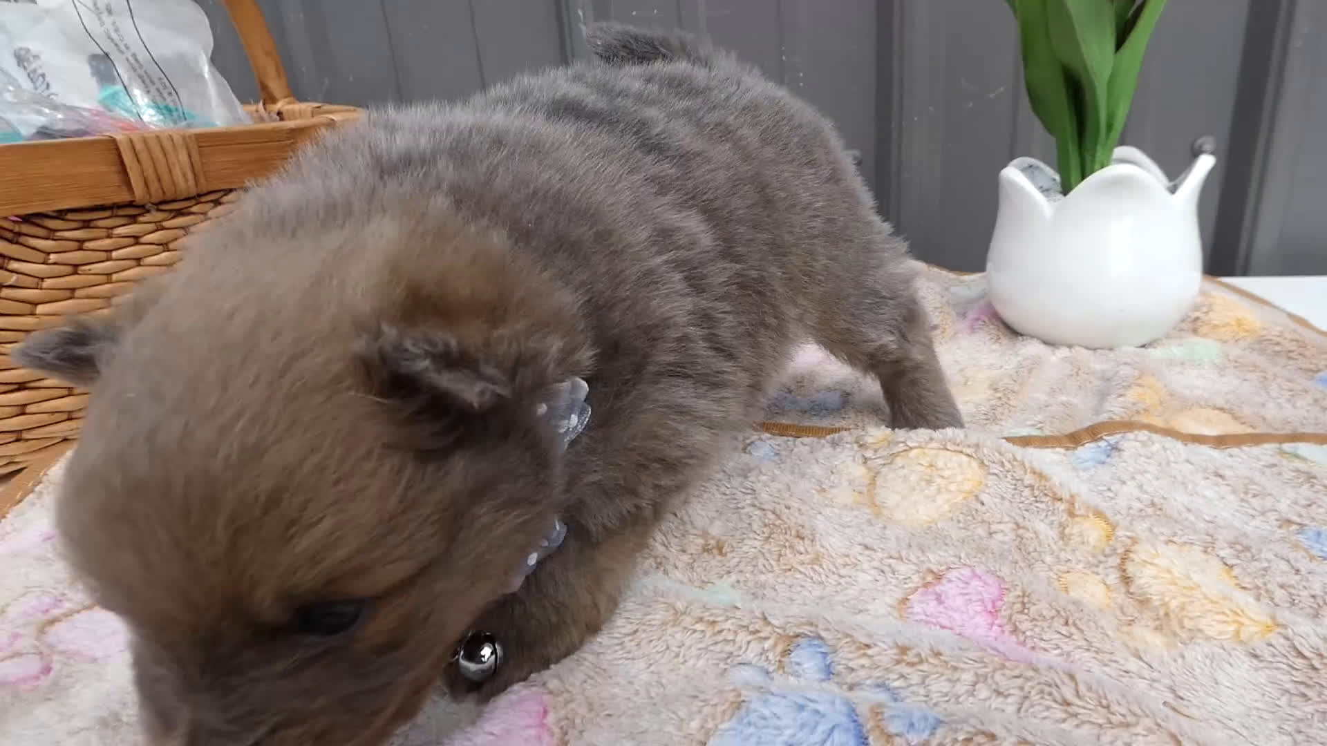 Pomeranian dogs for sale: Pomeranian Puppy 2 Baxter - Video 1