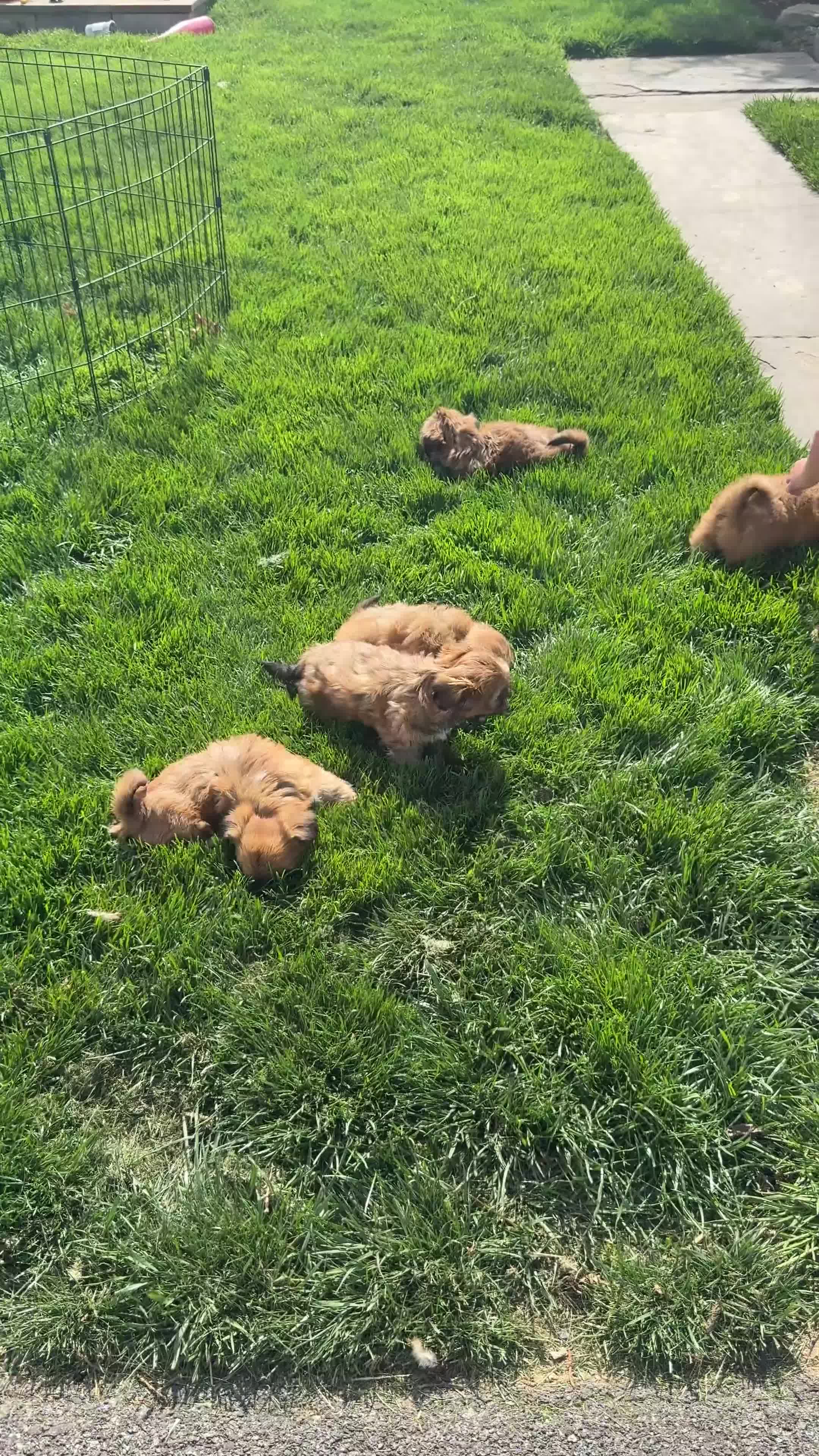 Shih Tzu dogs for sale: Dahlia - Video 1