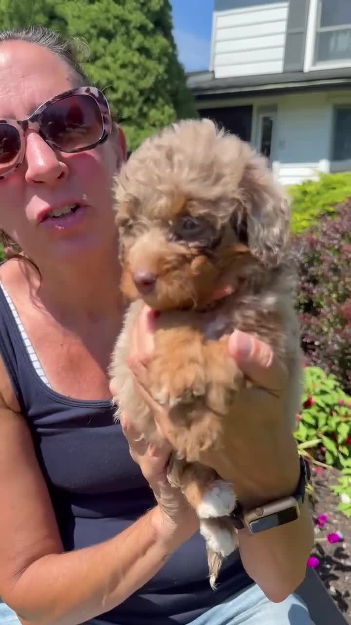 Bernedoodle dogs for sale: Hazelle - Video 1