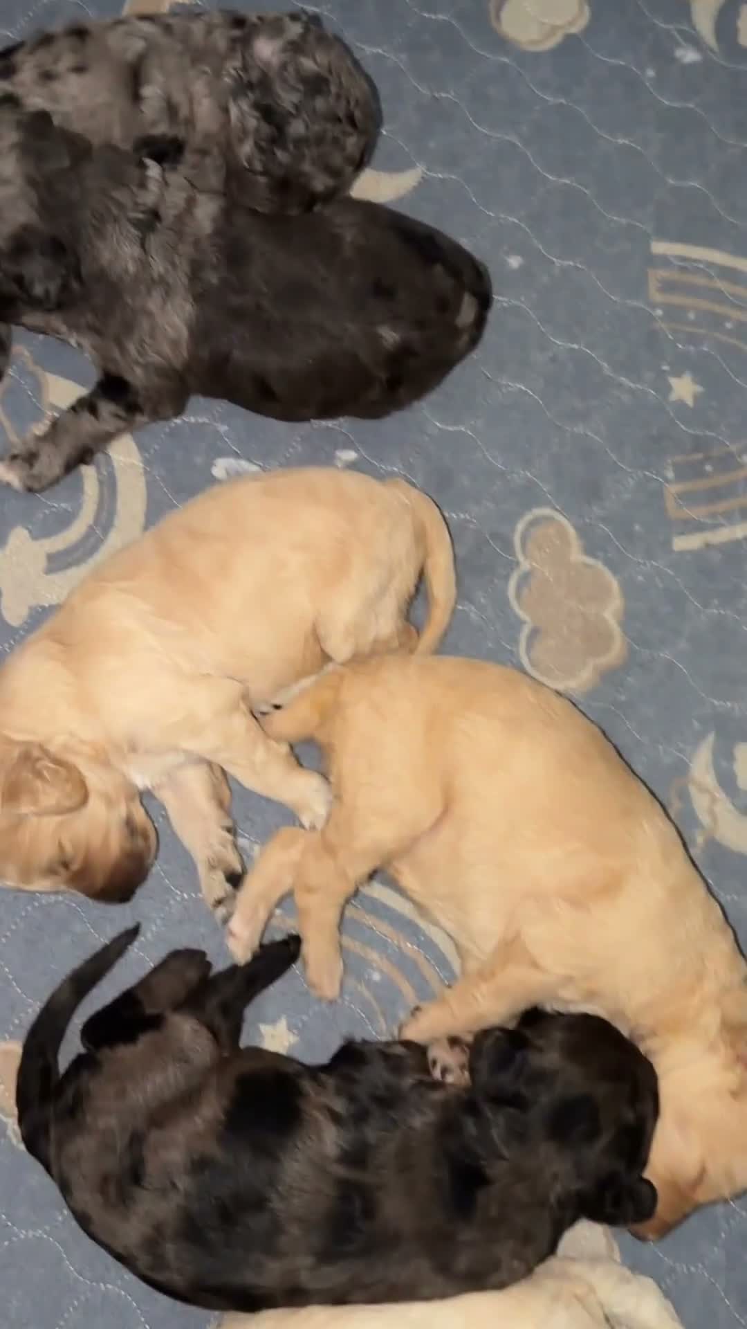 Labradoodle dogs for sale: Bruno - Video 2