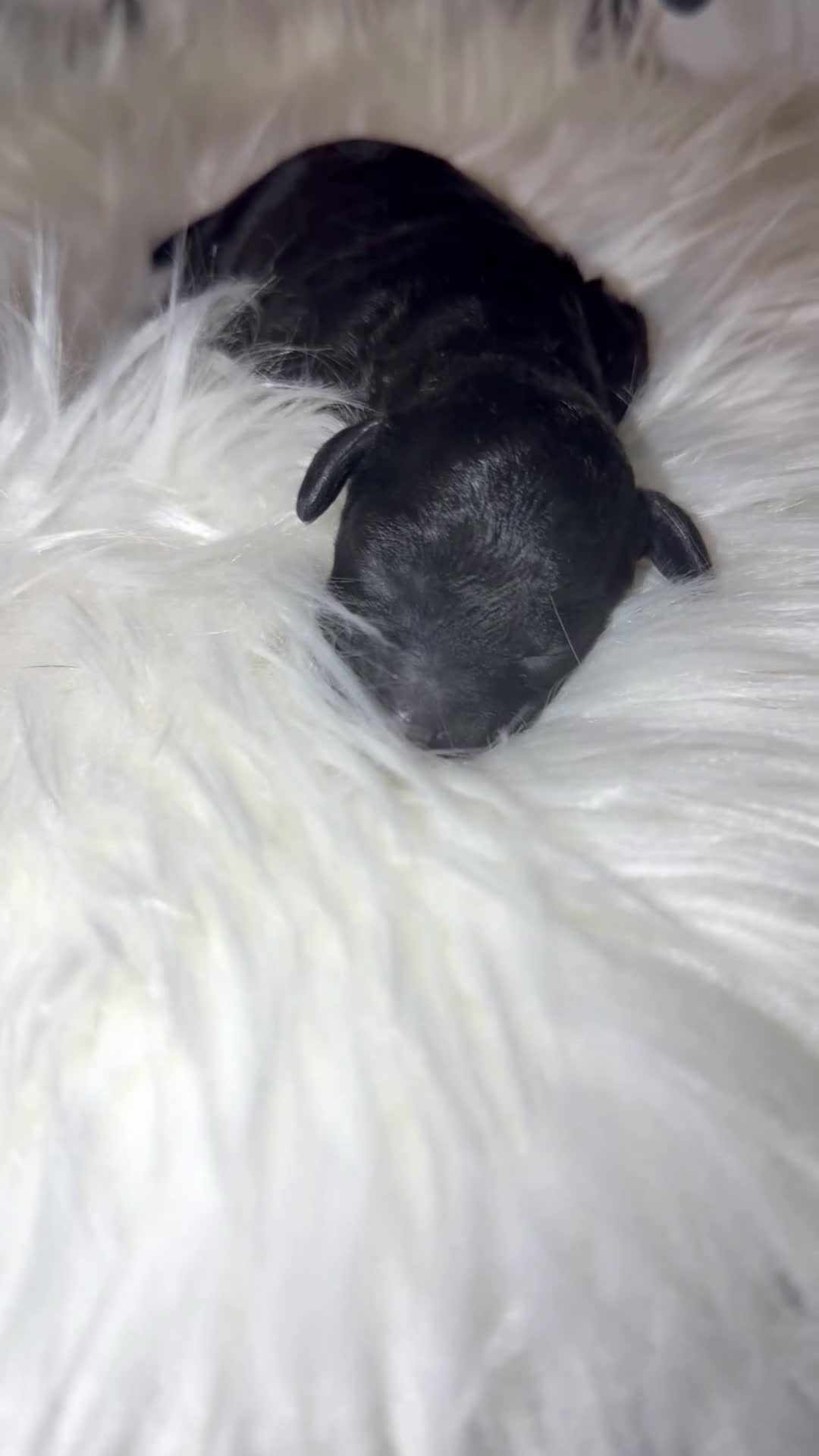 Toy Poodle dogs for sale: Italy  - Video 1