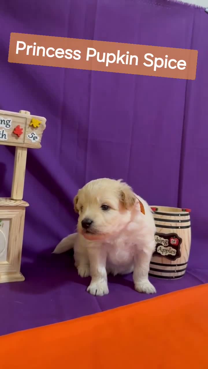 Mixed Breed dogs for sale: Samoyed - Poodle Doodle Sammypoo 5 - Video 1
