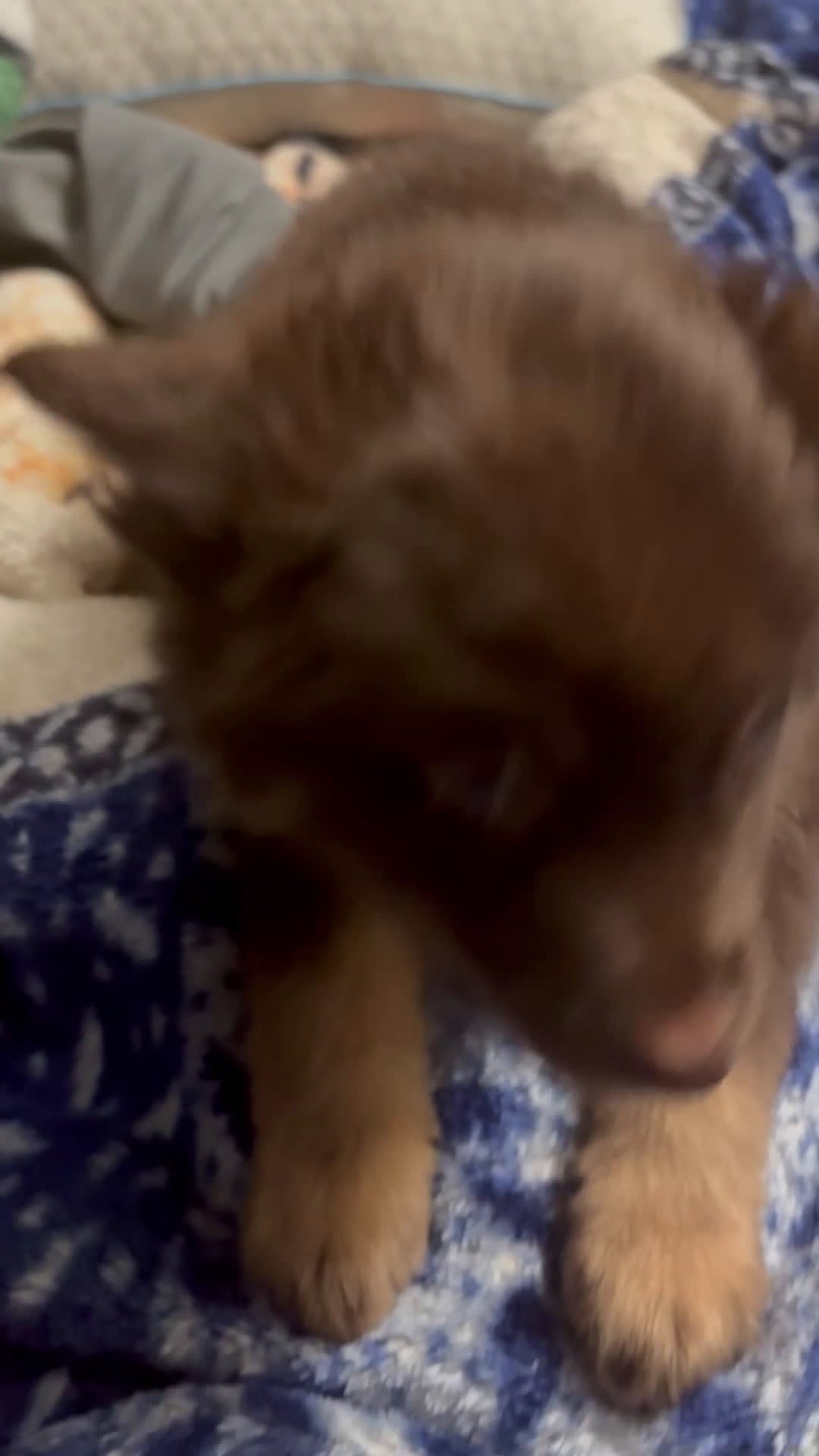 Gerberian Shepsky dogs for sale: Gerberian Shepsky Puppy 1 - Video 1