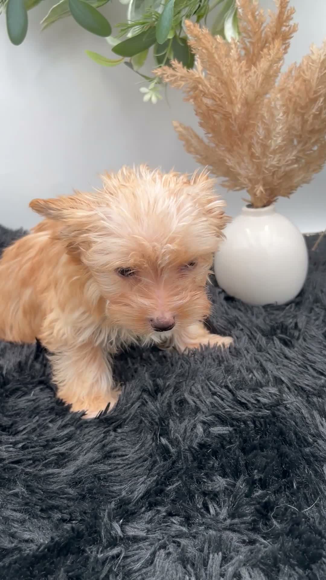 Yorkshire Terrier dogs for sale: Little Jake rare Golddust Yorkie $2000 - Video 1