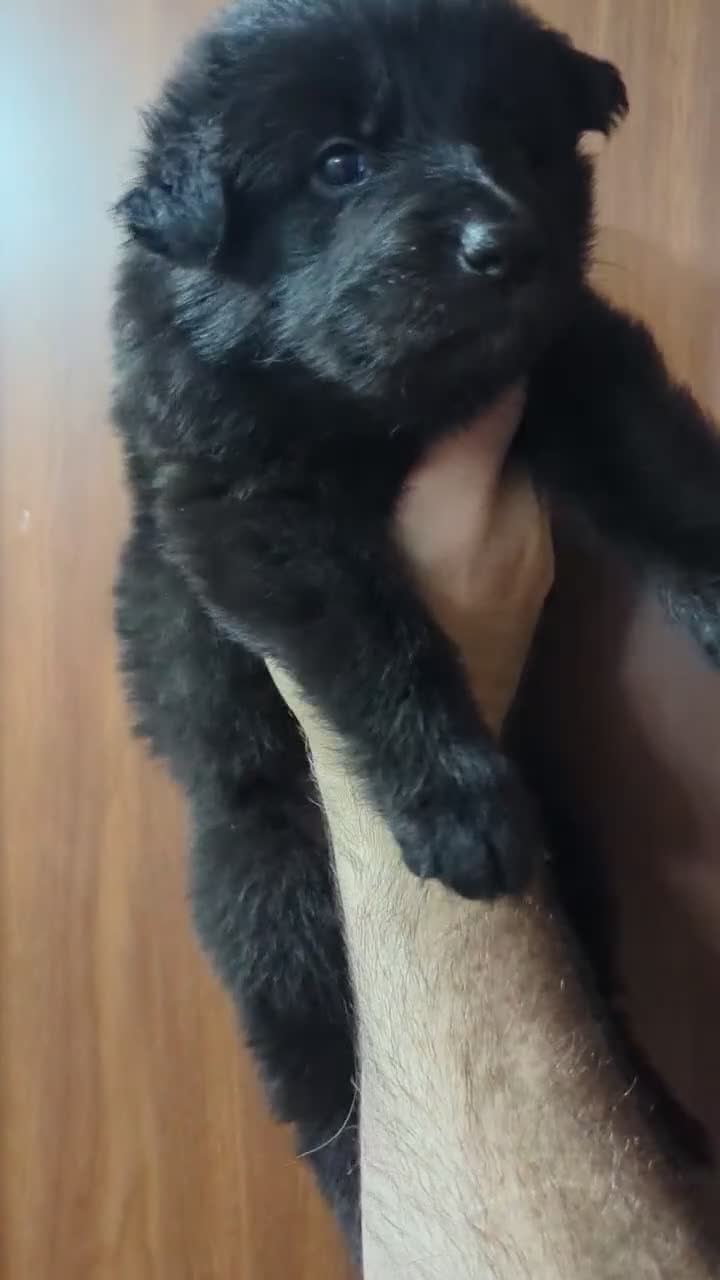 German Shepherd dogs for sale: Nando - Video 1