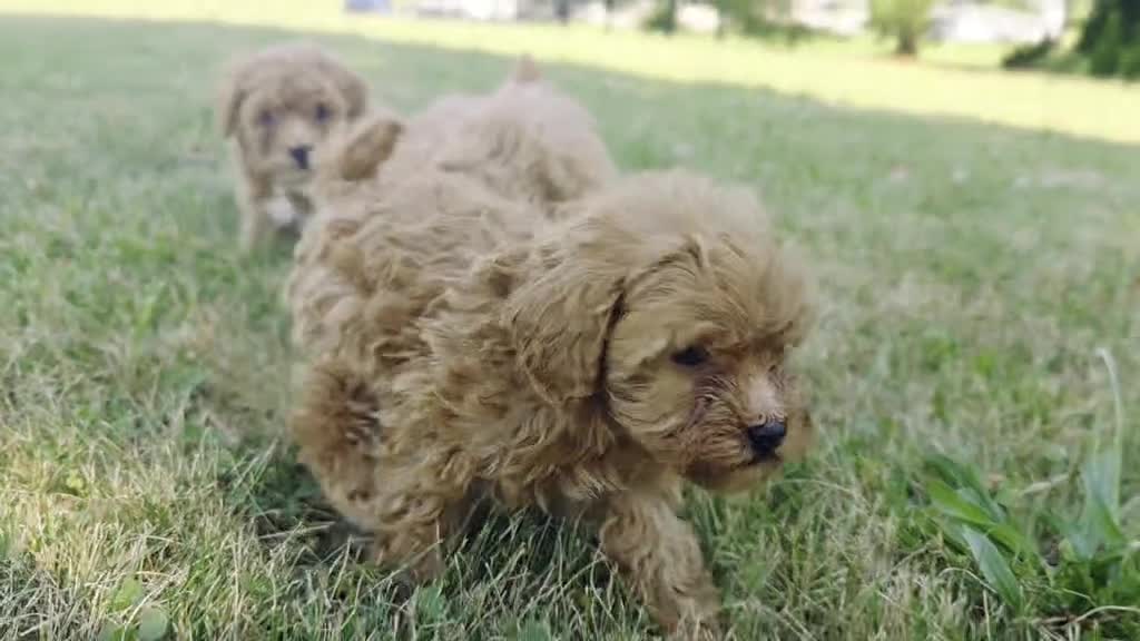 Maltipoo dogs for sale: Crystal - Video 1