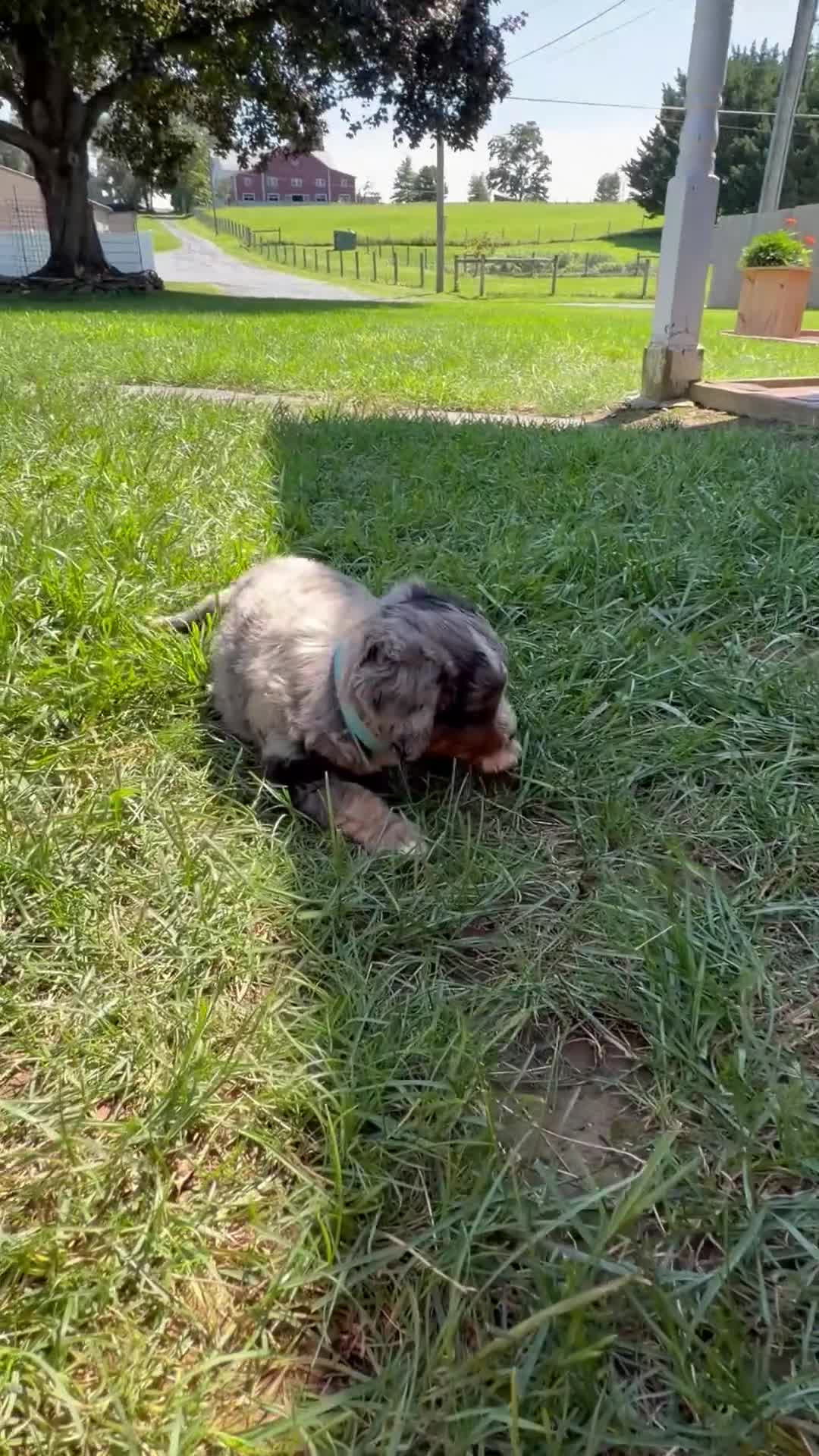 Mini Bernedoodle dogs for sale: Bentley  - Video 1