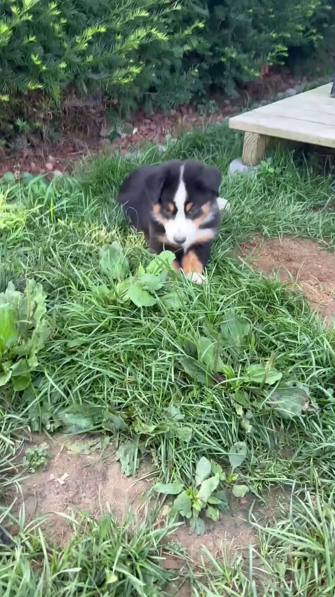 Miniature Australian Shepherd dogs for sale: #8 Gus - Video 1