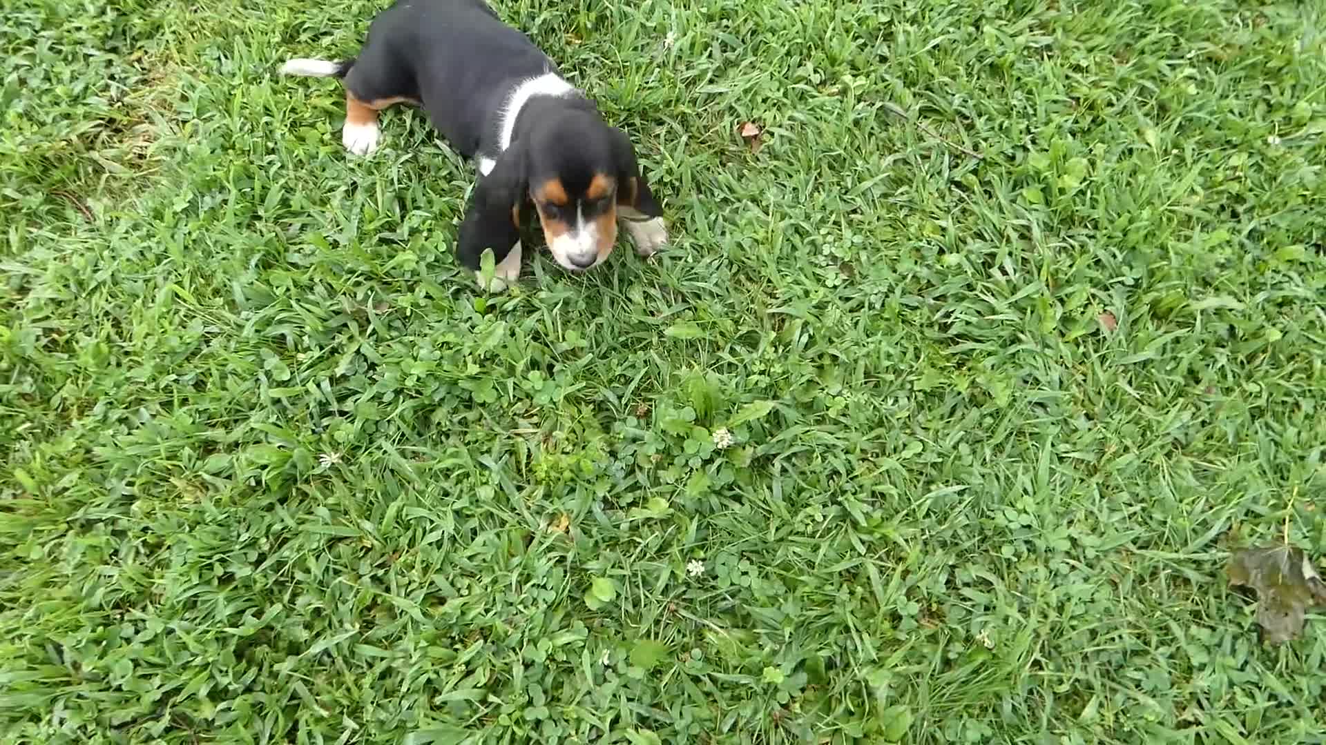 Basset Hound dogs for sale: Basset Hound 9 Charm - Video 1