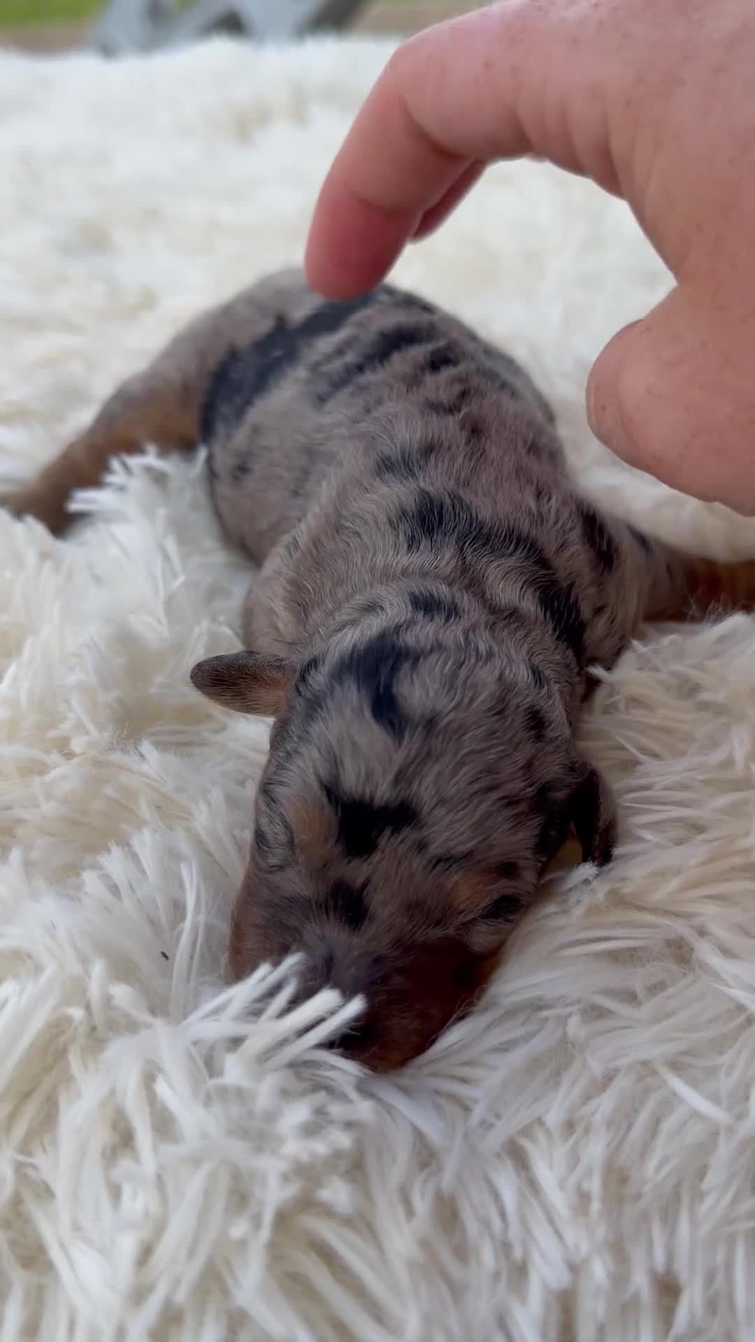 Mini Aussiedoodle dogs for sale: Stryker - Micro Mini F1b - Video 5