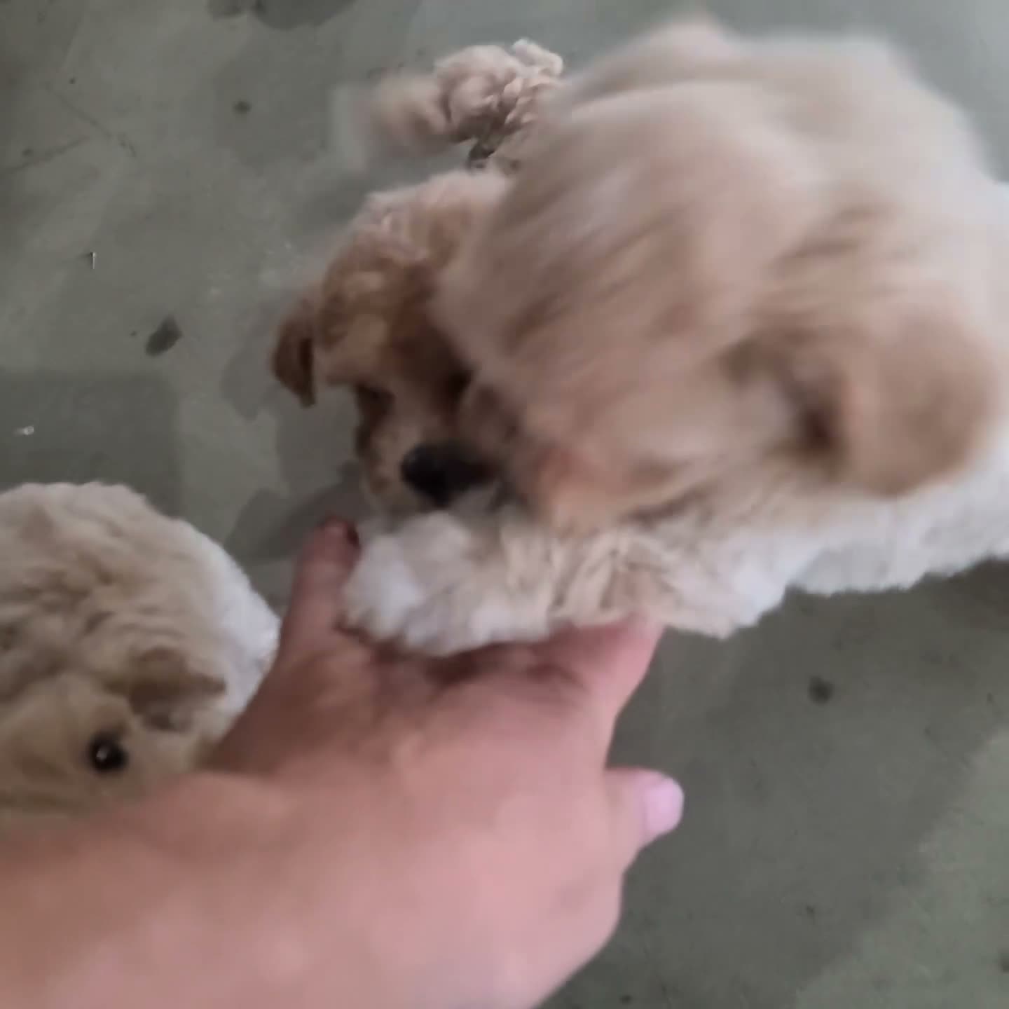 Maltipoo dogs for sale: Montey - Video 2