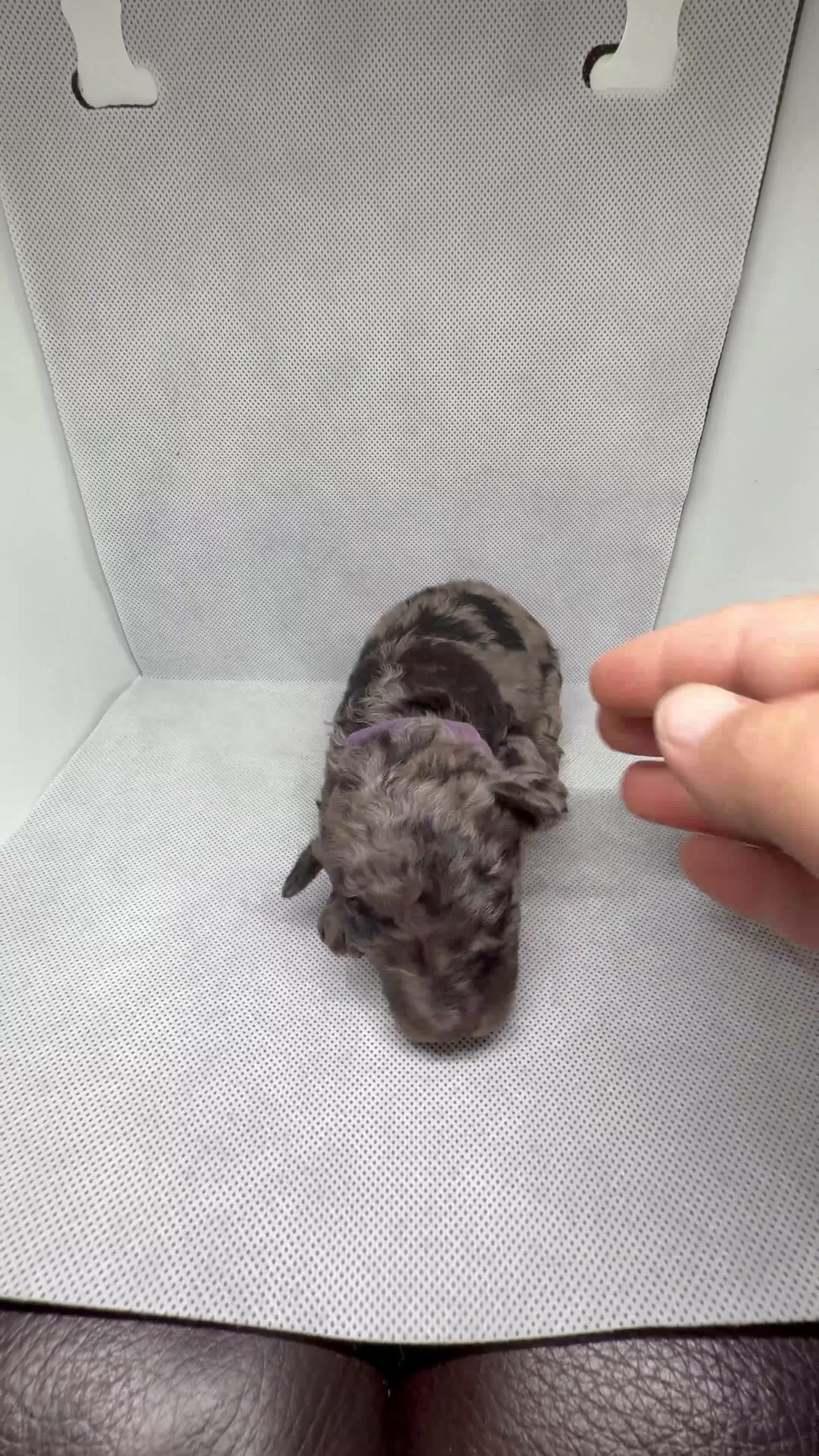 Mini Goldendoodle dogs for sale: Shaq - Video 1