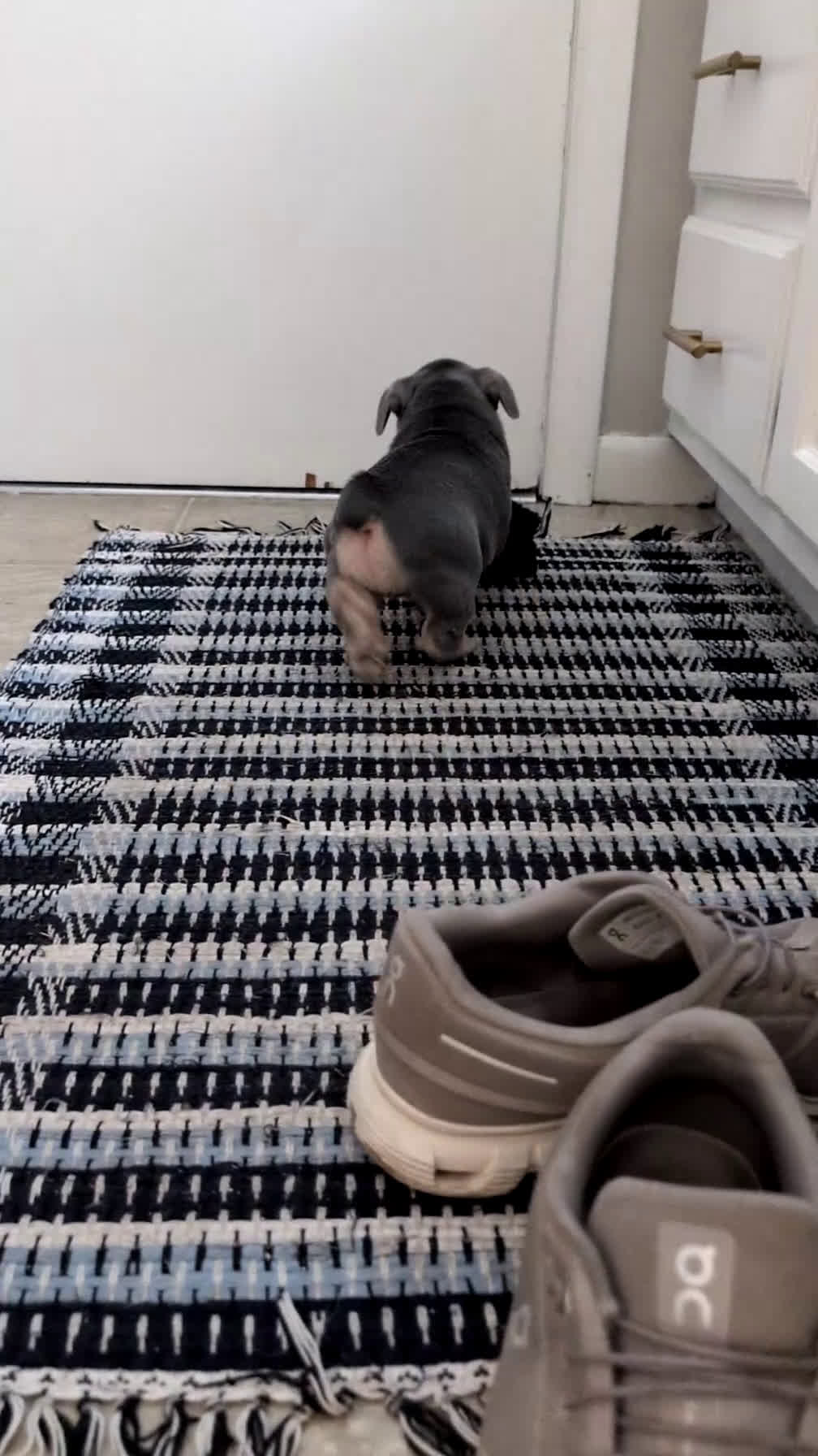 French Bulldog dogs for sale: Roxy - Video 1