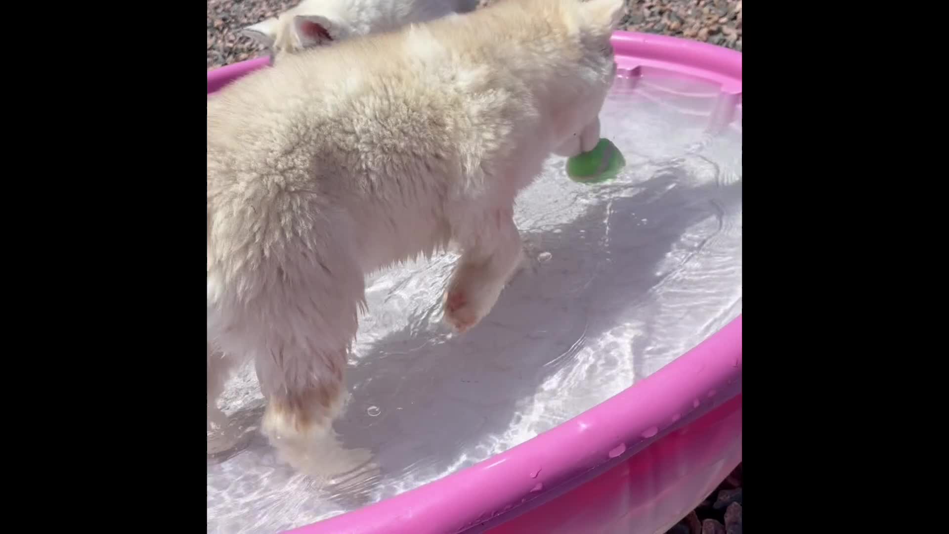 Siberian Husky dogs for sale: Freya - Video 2