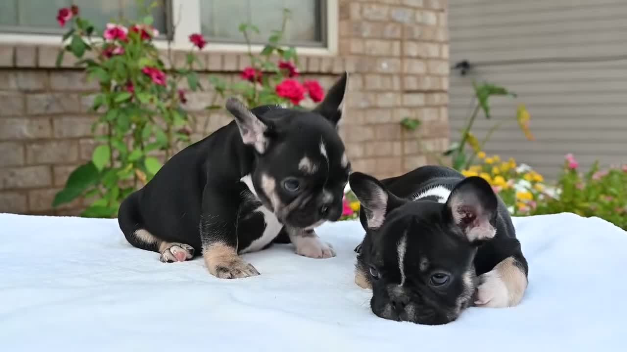 French Bulldog dogs for sale: Kay kay - Video 2