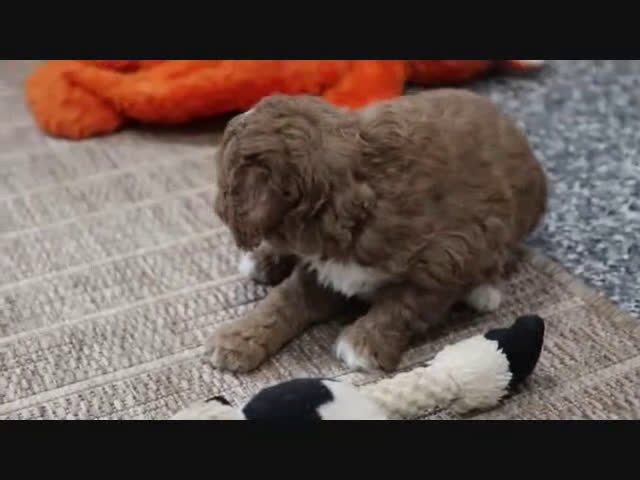 Mini Goldendoodle dogs for sale: Maggie - Video 7