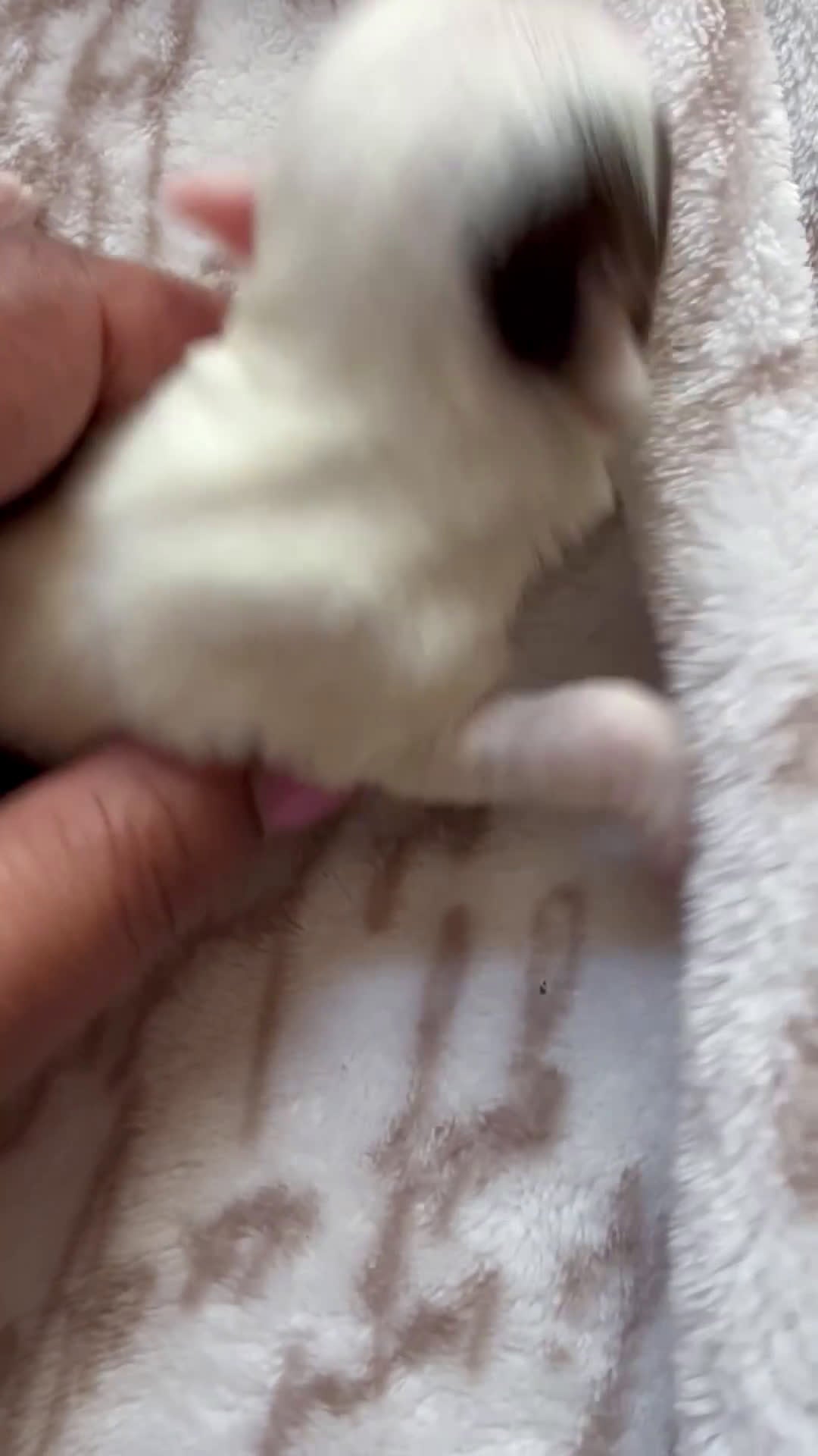 Yorkshire Terrier dogs for sale: Yorkshire Terrier Puppy 3 - Video 1