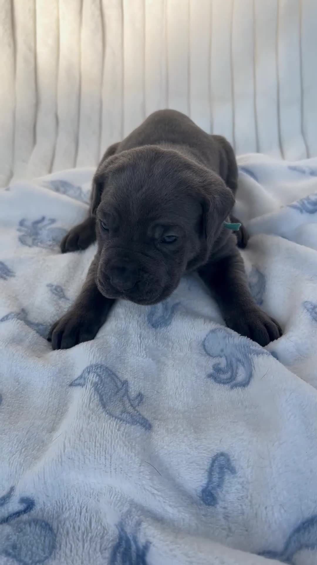 Cane Corso dogs for sale: Bear - Video 1