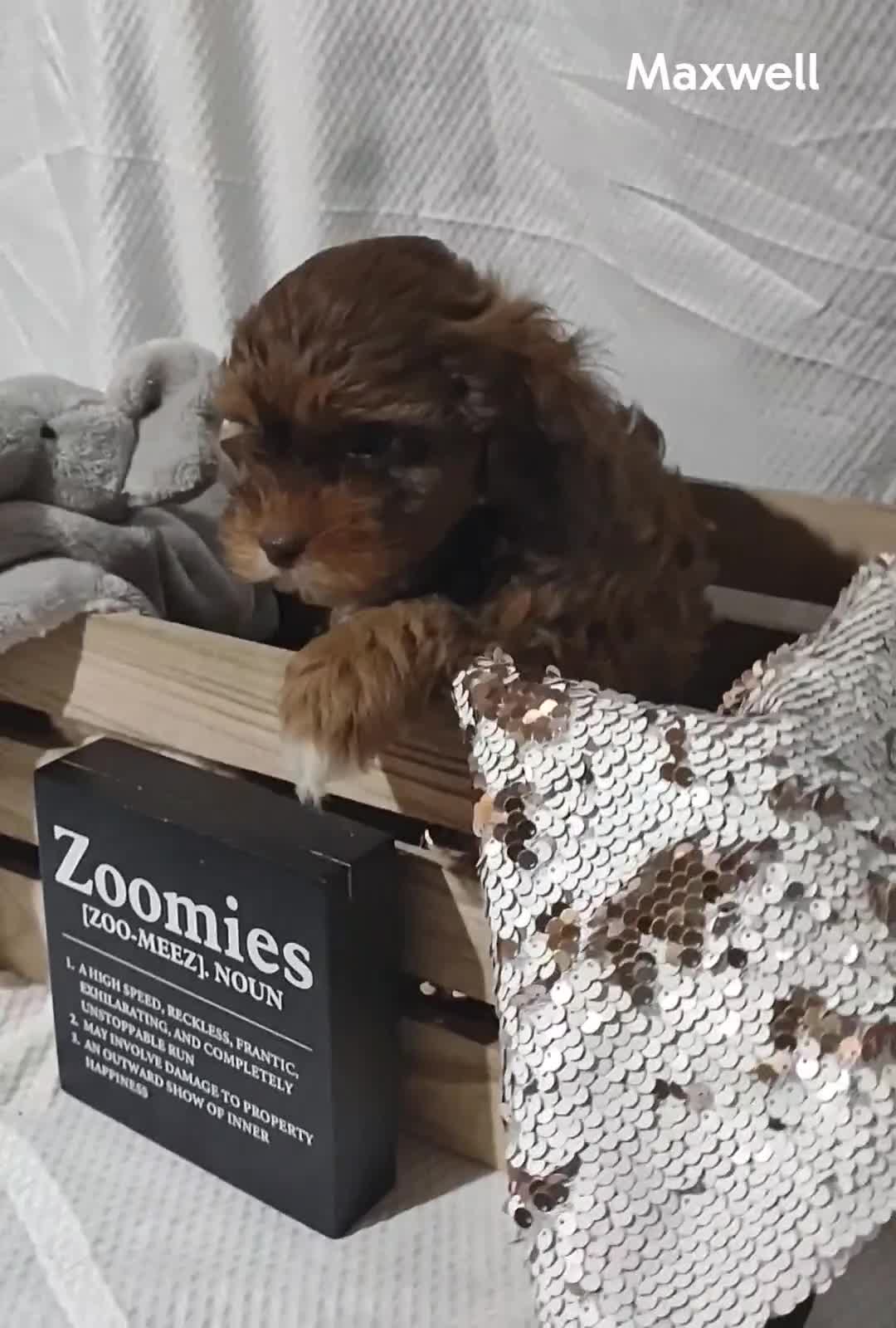 Shihpoo dogs for sale: Shihpoo Puppy 4 Maxwell  - Video 2
