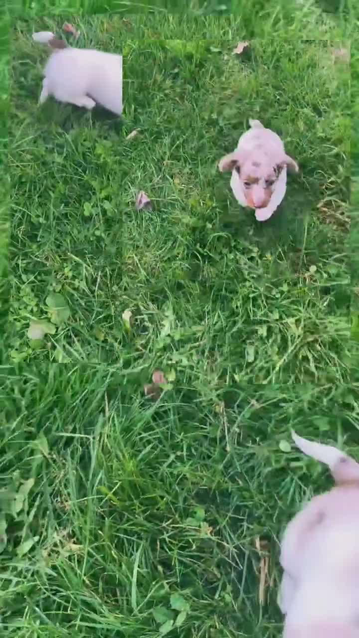 Miniature Dachshund dogs for sale: Valerie LH PRA clear OFA Chic parents - Video 1