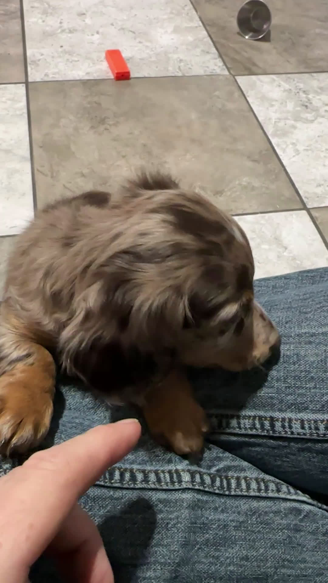 Miniature Dachshund dogs for sale: Zoey - Video 1