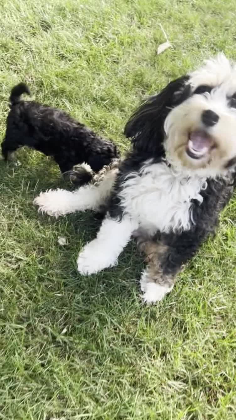 Mini Bernedoodle dogs for sale: Charlie - Video 1