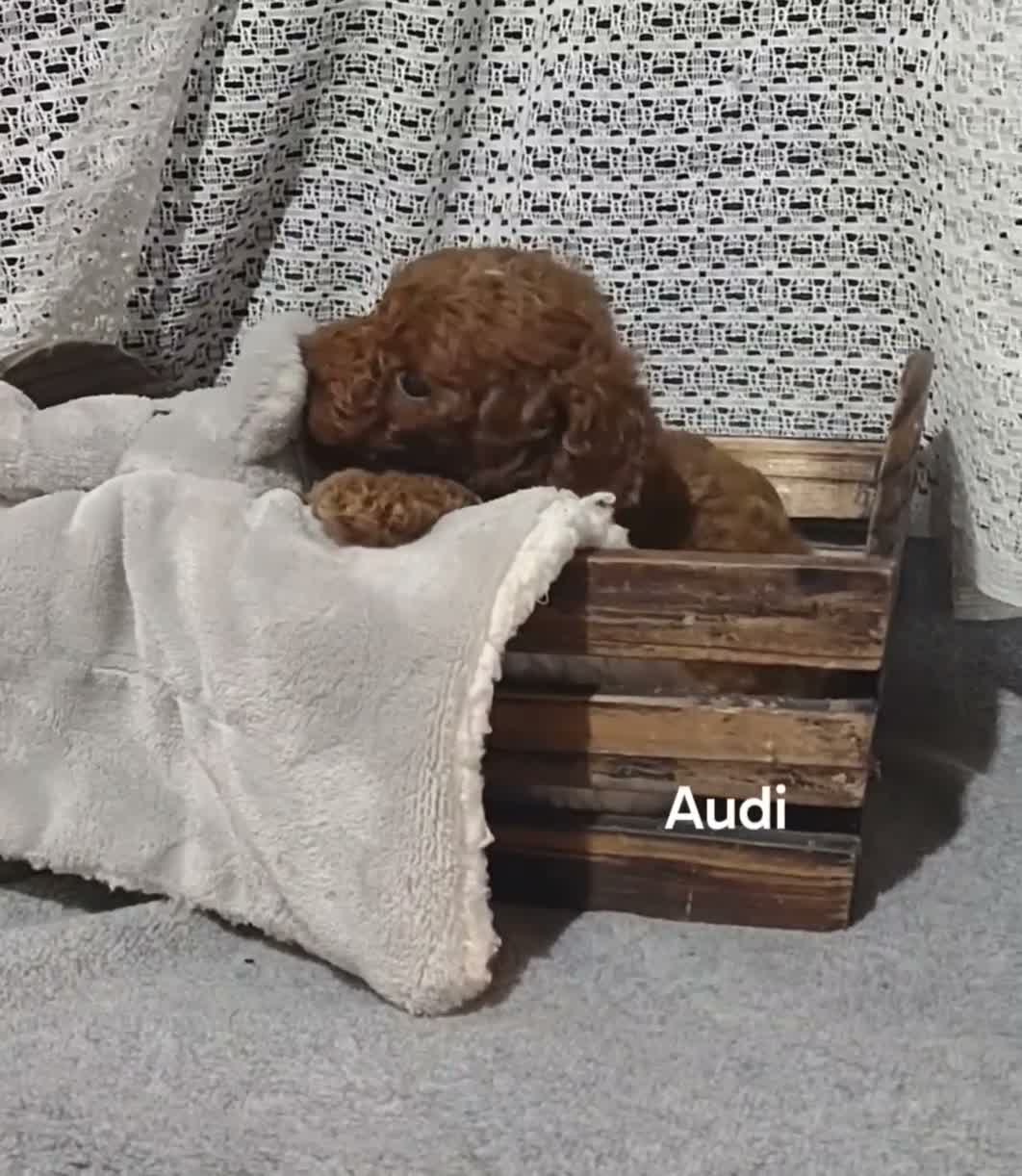 Cavapoo dogs for sale: Cavapoo F1b 3 Audi - Video 2