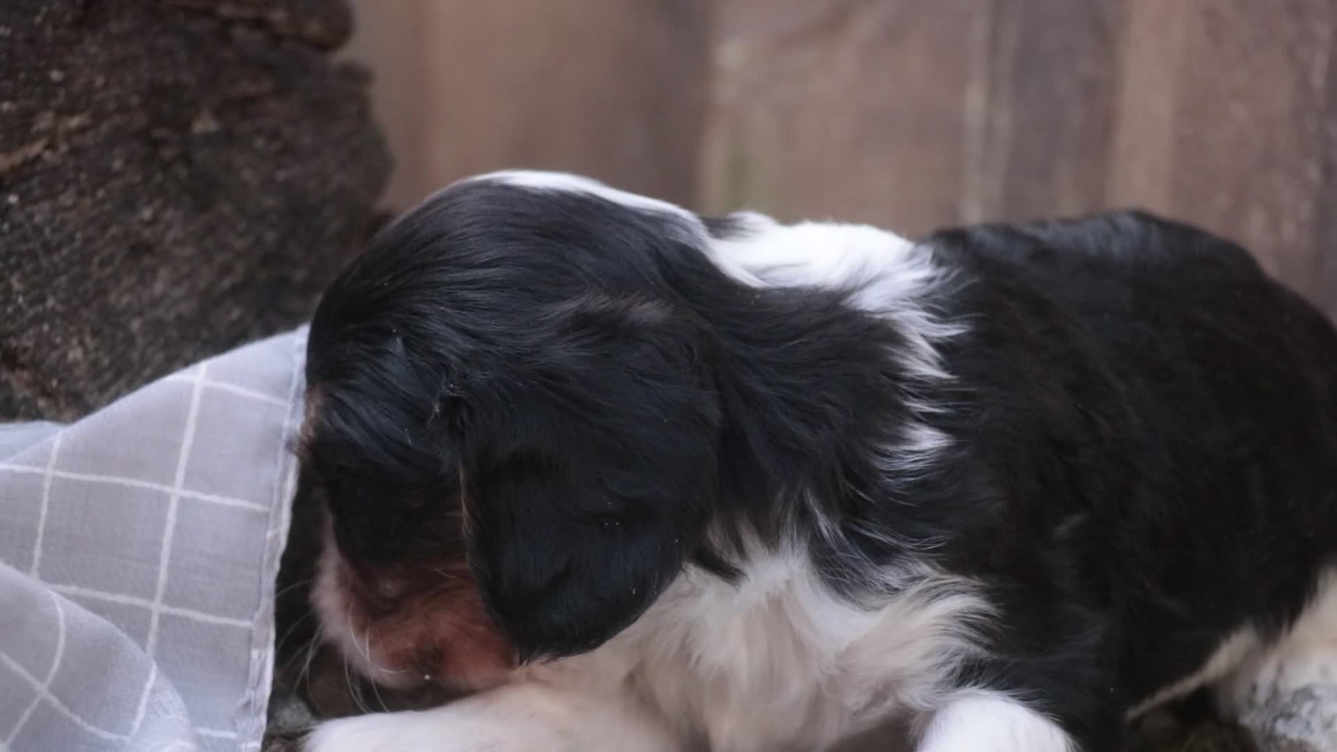 Cavalier King Charles Spaniel dogs for sale: Davy - Video 1