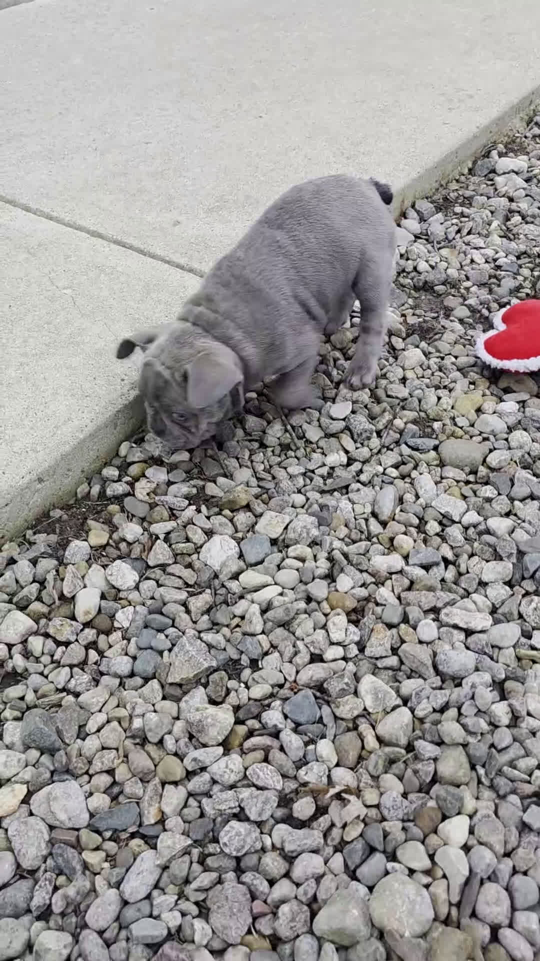 French Bulldog dogs for sale: Hunter - Video 1