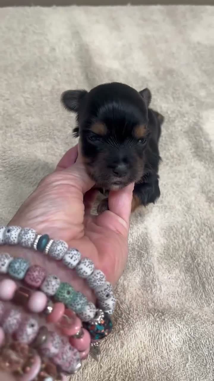 Yorkshire Terrier dogs for sale: Ziti - Video 1