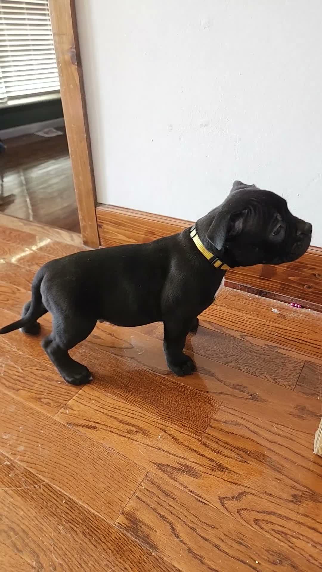 American Bully dogs for sale: Black w/ white chest patch Male - Video 1