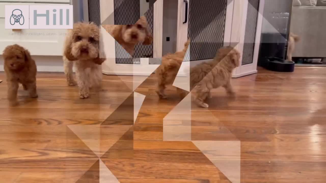 Toy Poodle dogs for sale: Benji - ACA Toy Poodle Male / Loving Companion - Video 1