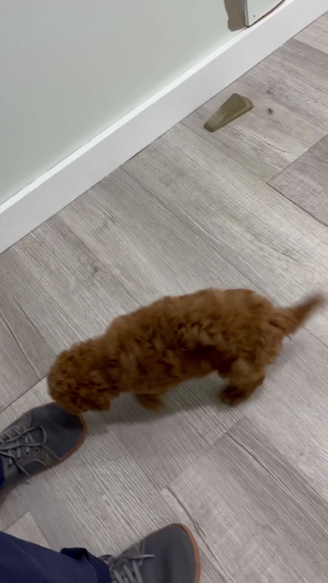 Cavapoo dogs for sale: Angela - Video 1
