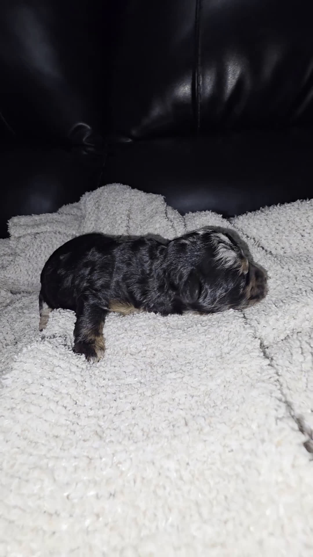 Mini Bernedoodle dogs for sale: Mini mouse - Video 3